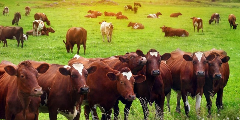 Aproximativ 500 de ferme din Ialomiţa primesc ajutoare fără temei legal